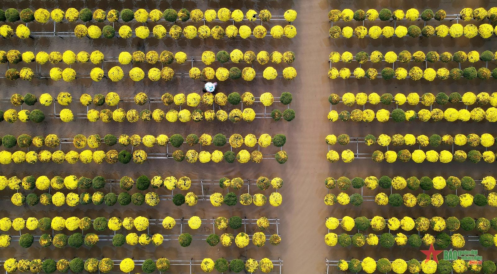 Rực rỡ cúc mâm xôi làng hoa Sa Đéc trước thềm cận Tết