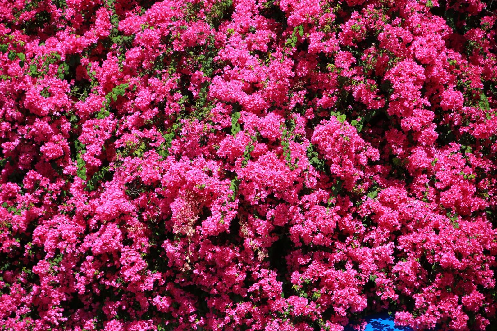 Mê mẩn giàn hoa giấy khổng lồ ở Phan Thiết