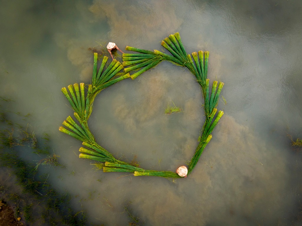 Bưng biền cỏ bàng - mùa màng bội thu