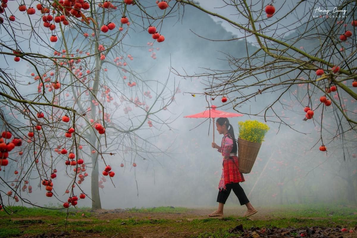 Mùa hồng chín Mộc Châu – Sắc thu rực rỡ giữa núi rừng Tây Bắc