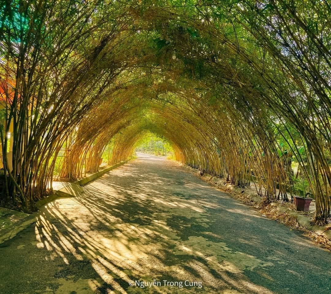 Rặng tre vòm ấn tượng ở Thái Bình – Góc quê thanh bình đầy thơ mộng
