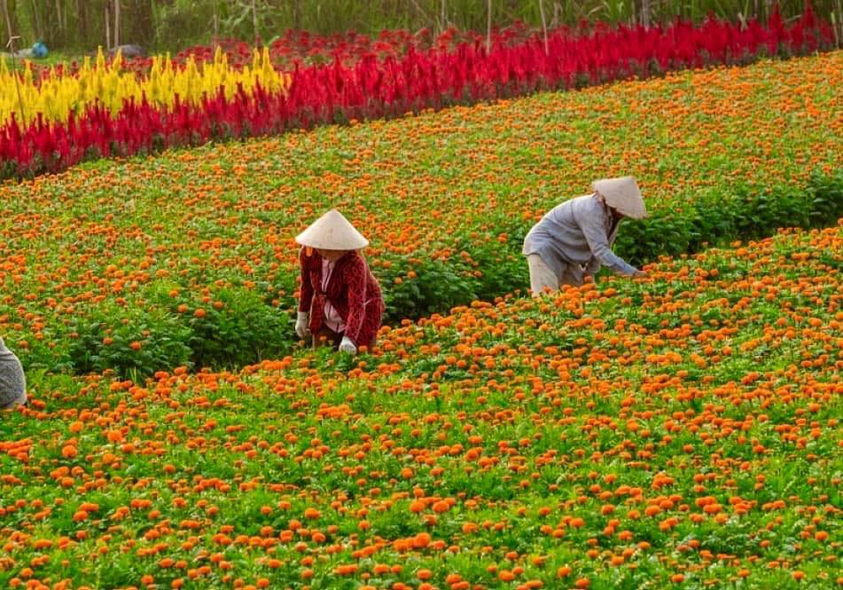 Cánh đồng hoa Tân Ba - thiên đường hoa giữa lòng Bình Dương