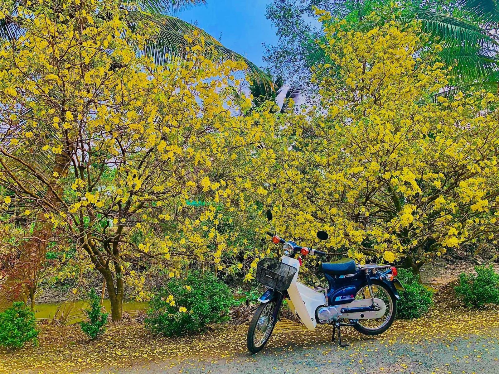 Con đường Mai Vàng gần Sa Đéc - Nét xuân miền Tây ngập tràn sắc nắng