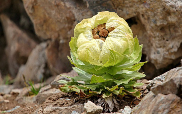 Thiên Sơn Tuyết Liên – Tiên dược kỳ diệu giữa trời tuyết trắng