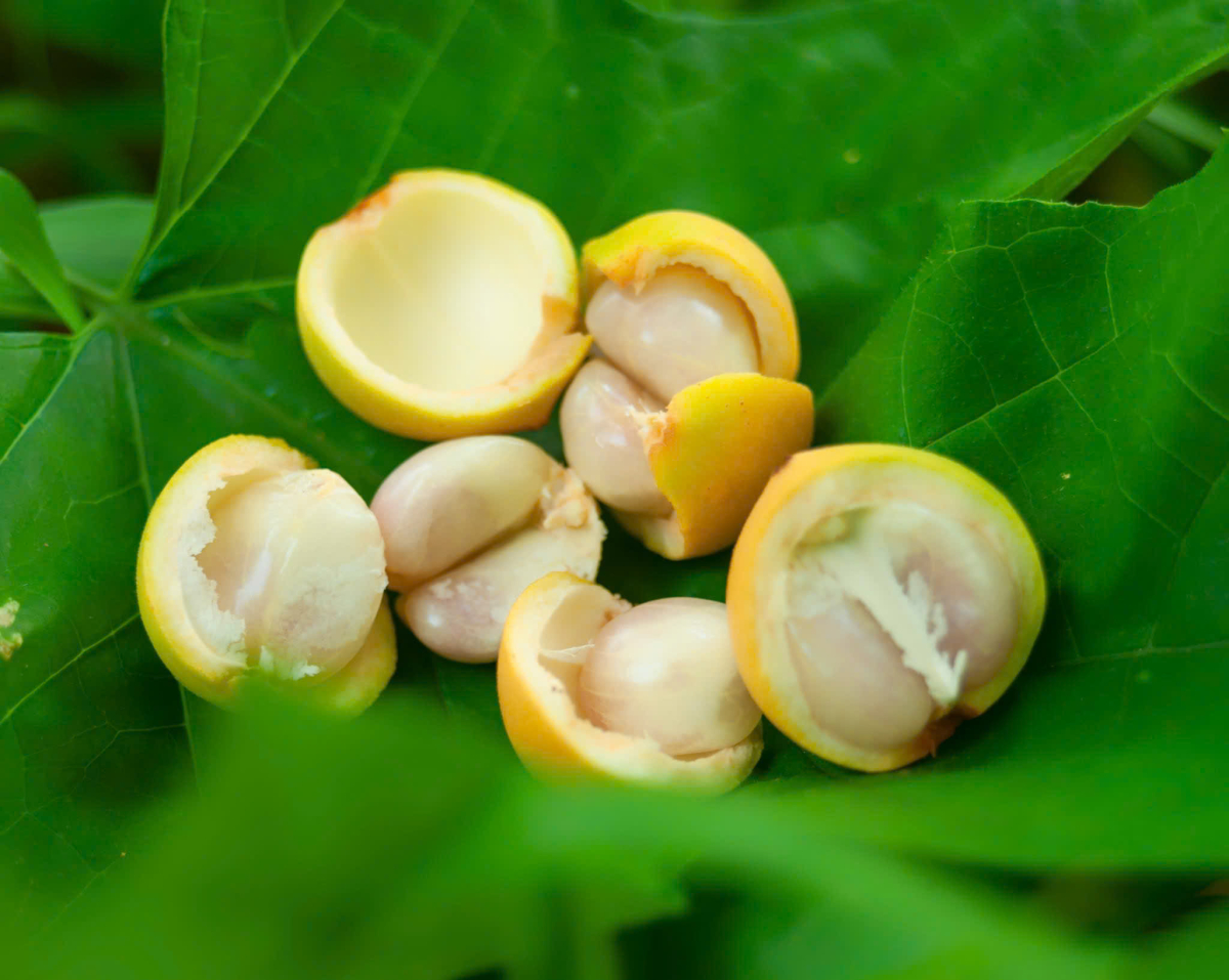 Dâu da An Giang - Tặng vật ngọt ngào của miền sơn cước