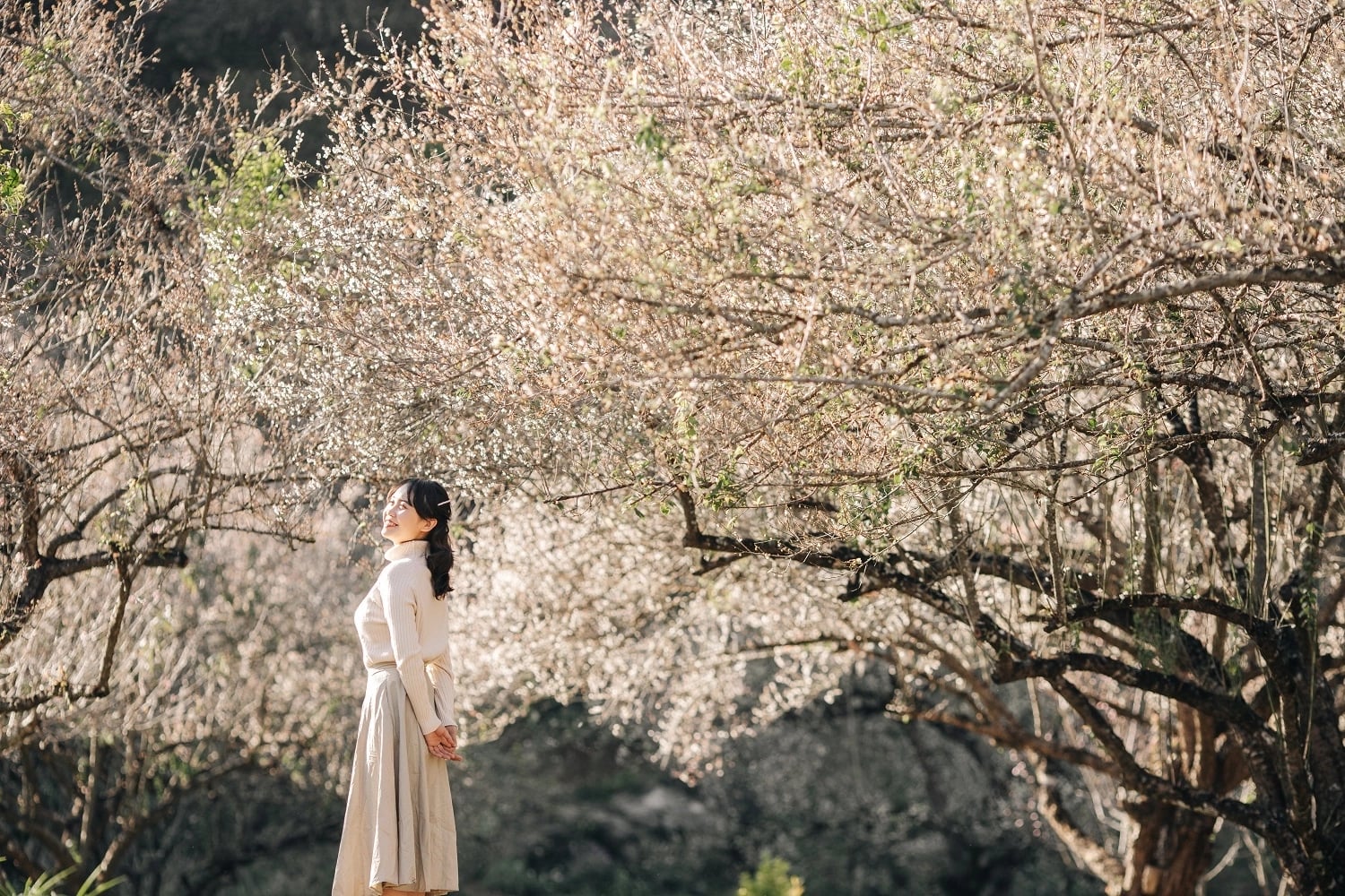 Mận trắng Mộc Châu - bản tình ca mùa xuân trên rẻo cao