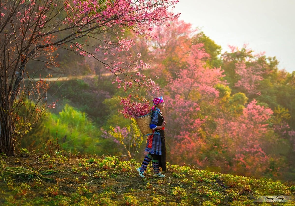 Mùa hoa tớ dày - vũ điệu của sắc xuân nhuộm hồng cả đại ngàn Tây Bắc