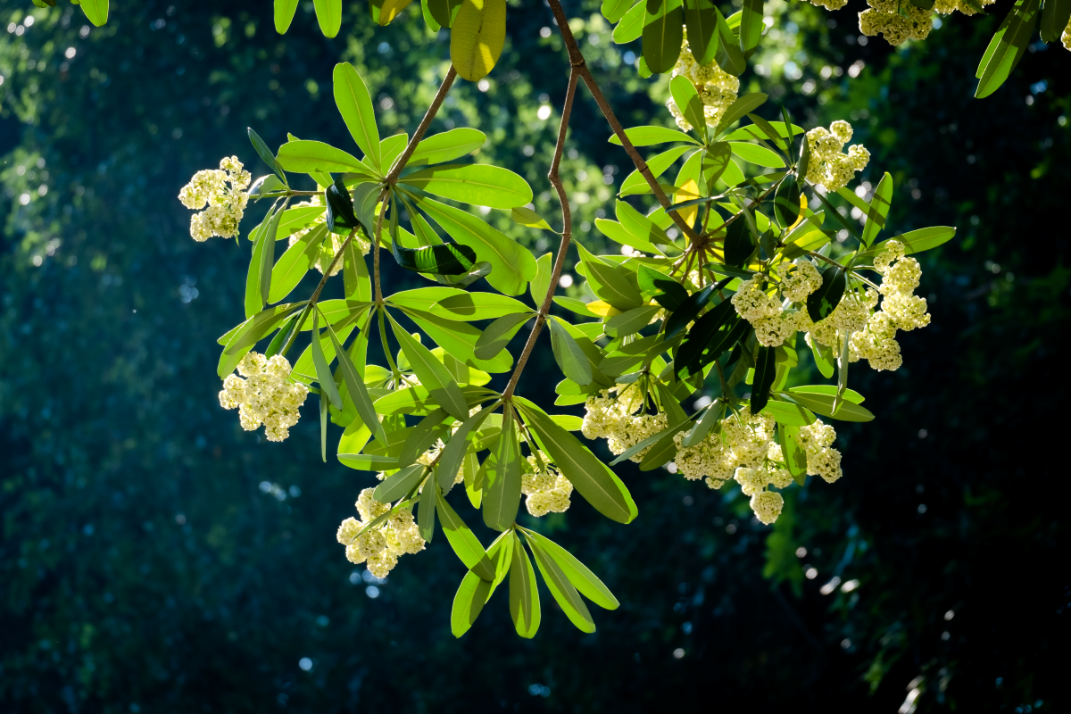 Nồng nàn hoa sữa Hà Nội vào thu