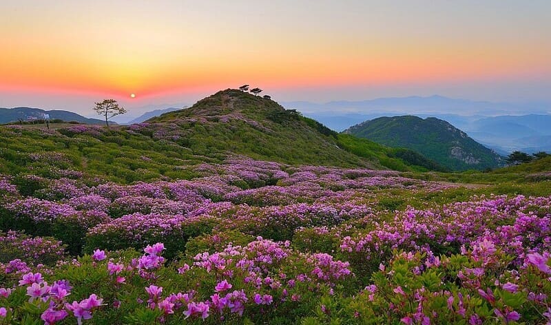 Đỗ quyên khoe sắc dưới mây mờ Tây Côn Lĩnh