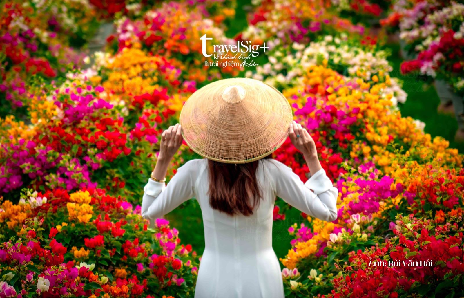 Làng hoa Phú Sơn - điểm hẹn sắc màu miền Tây