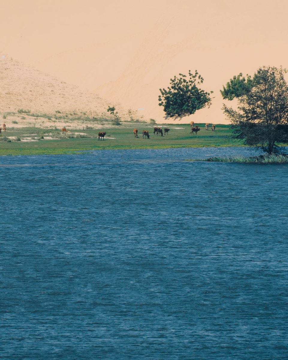 Bàu Trắng: Tiểu Sahara giữa lòng Việt Nam