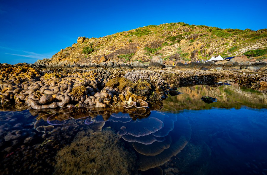 Rạn san hô rực rỡ tại Bãi Dứa Nhơn Lý mùa nước cạn