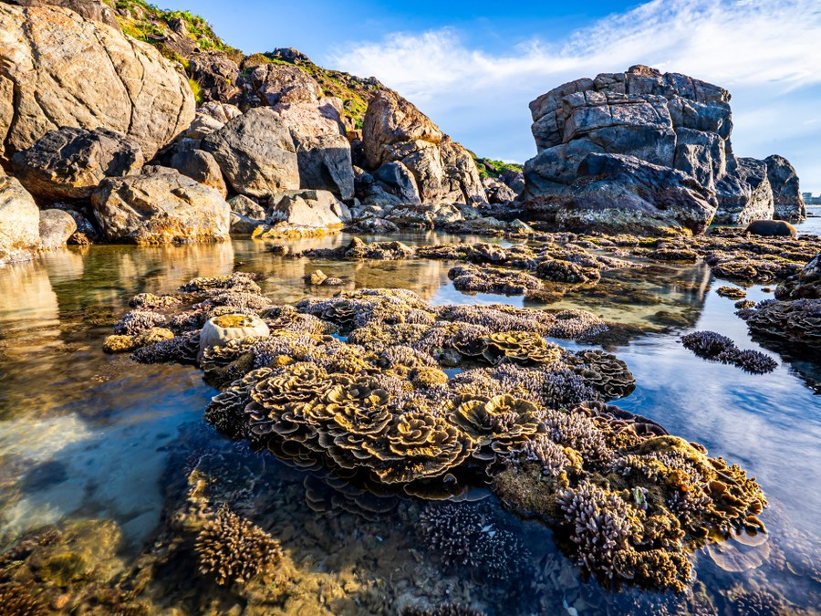 Kỳ quan dưới biển Quy Nhơn