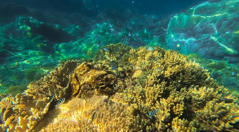 Hệ sinh thái san hô phong phú tại Bãi Dứa