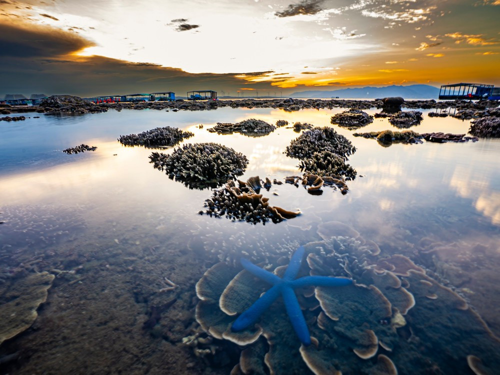 Ánh nắng mùa hè chiếu sáng san hô lung linh