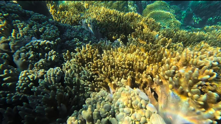 Bảo vệ rạn san hô Bãi Dứa mong manh