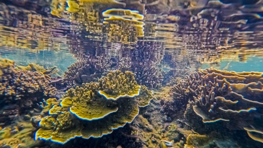 Nâng cao ý thức du khách về bảo vệ san hô