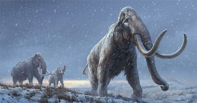 Bỉ phát hiện xương voi ma mút trong công trình xây dựng tàu điện ngầm