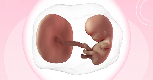 Các nhà khoa học Trung Quốc xây dựng mô hình 3D phôi thai người từ 2-3 tuần tuổi