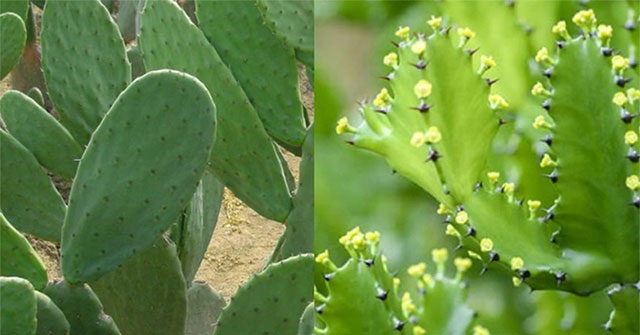 Cách xử lý khi bị nhựa cây xương rồng bắn vào mắt