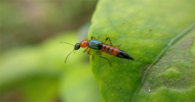 Cách xử lý vết thương do kiến ba khoang gây ra đơn giản mà nhanh