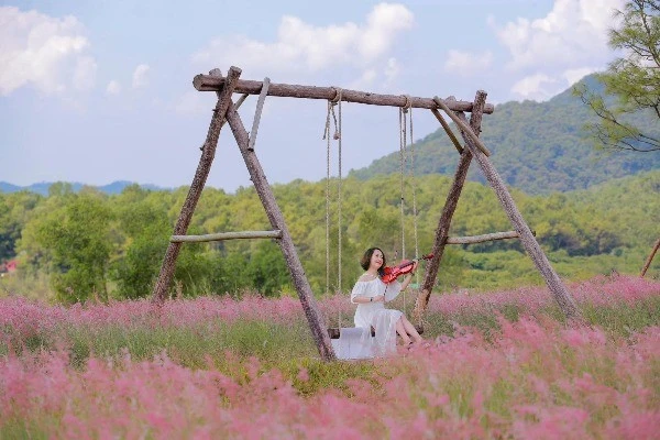 Đồi Cỏ Hồng Hải Phòng: Săn Ảnh Lãng Mạn Gần Hà Nội