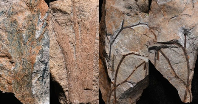 Phát hiện khu rừng hóa thạch cổ nhất thế giới ở Anh