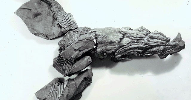 Phát hiện loài cá mập 324 triệu tuổi sinh ra từ cõi chết ở Mỹ