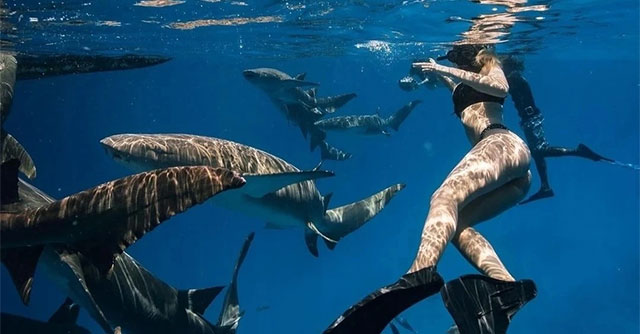 Vì sao cô gái thản nhiên bơi giữa đàn cá mập mà không sợ bị cắn?